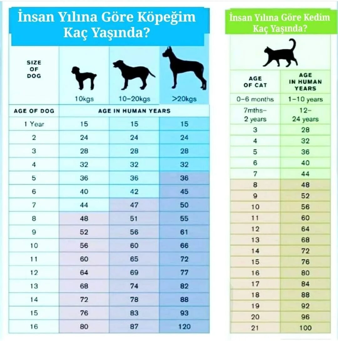 Мерки жизни собак. Таблица возраста собак мелких пород. Таблица возраста собак такса. Возраст собаки по человеческим меркам таблица. Возраст собаки по человеческим меркам таблица по годам мелких пород.