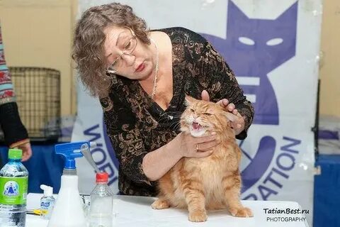 Выставка кошек казань