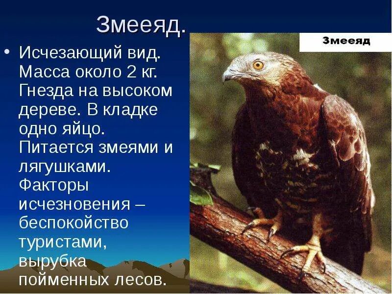 Сообщение о редких видах птиц. Исчезающие виды. Вымирающие виды. Животные из красной книги. Вымершие виды животных из красной книги.