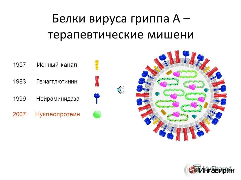 Белки вируса гриппа