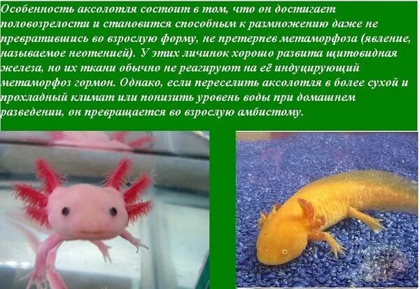 Картинки АКСОЛОТЛЬ УХОД И СОДЕРЖАНИЕ