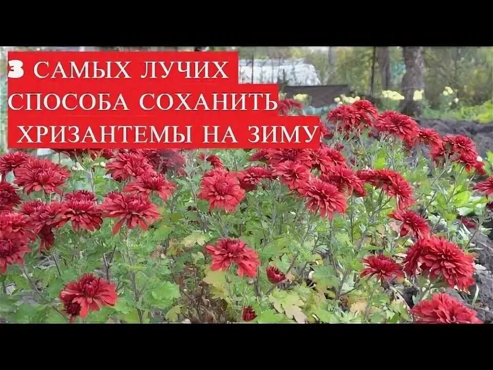 Хризантема на зиму как сохранить. Хризантемы мультифлора как укрыть на зиму.