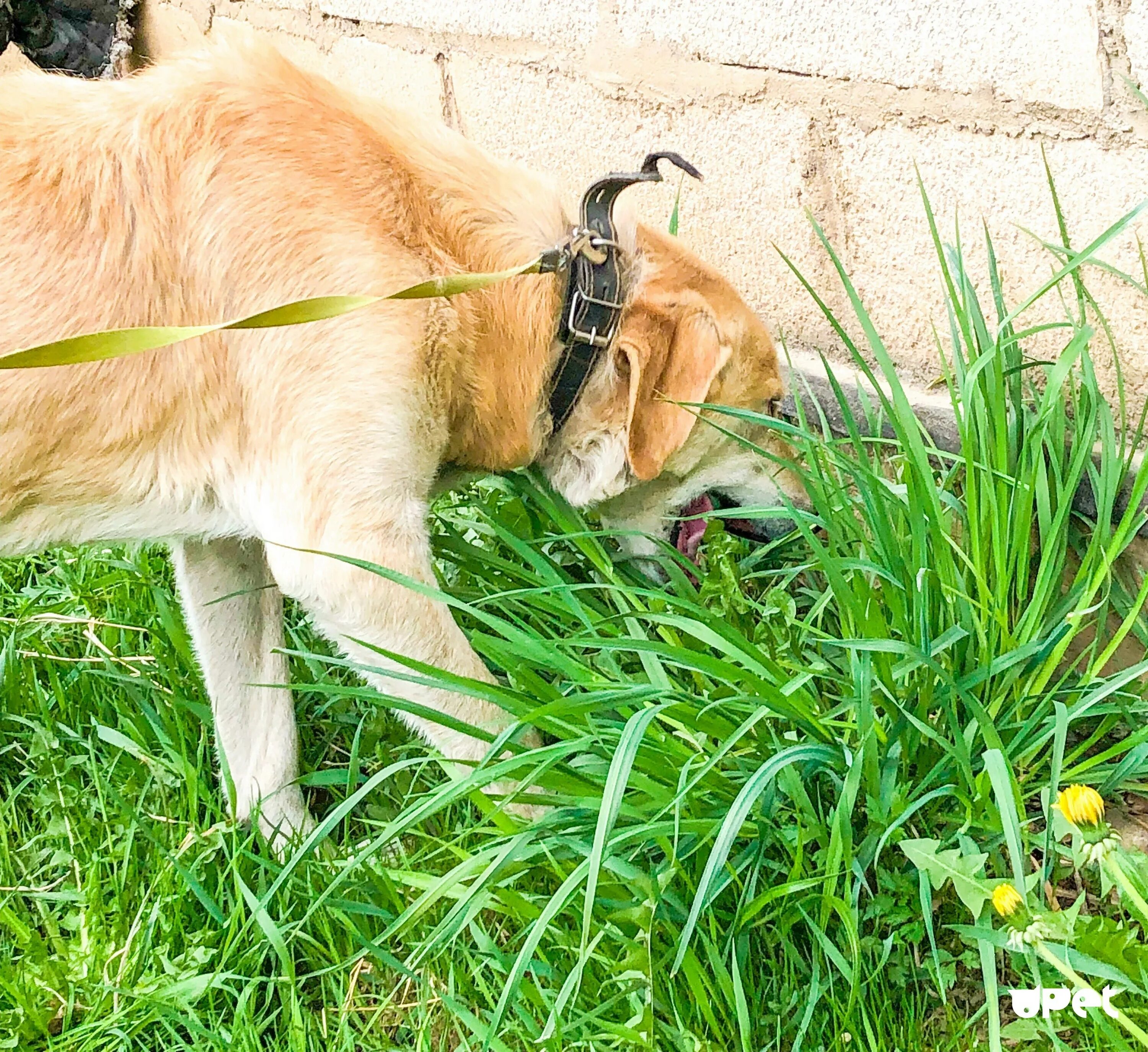 Почему собака ест траву на улице. Собака ест траву. Собачья трава. Собака на траве. Травяная собака.