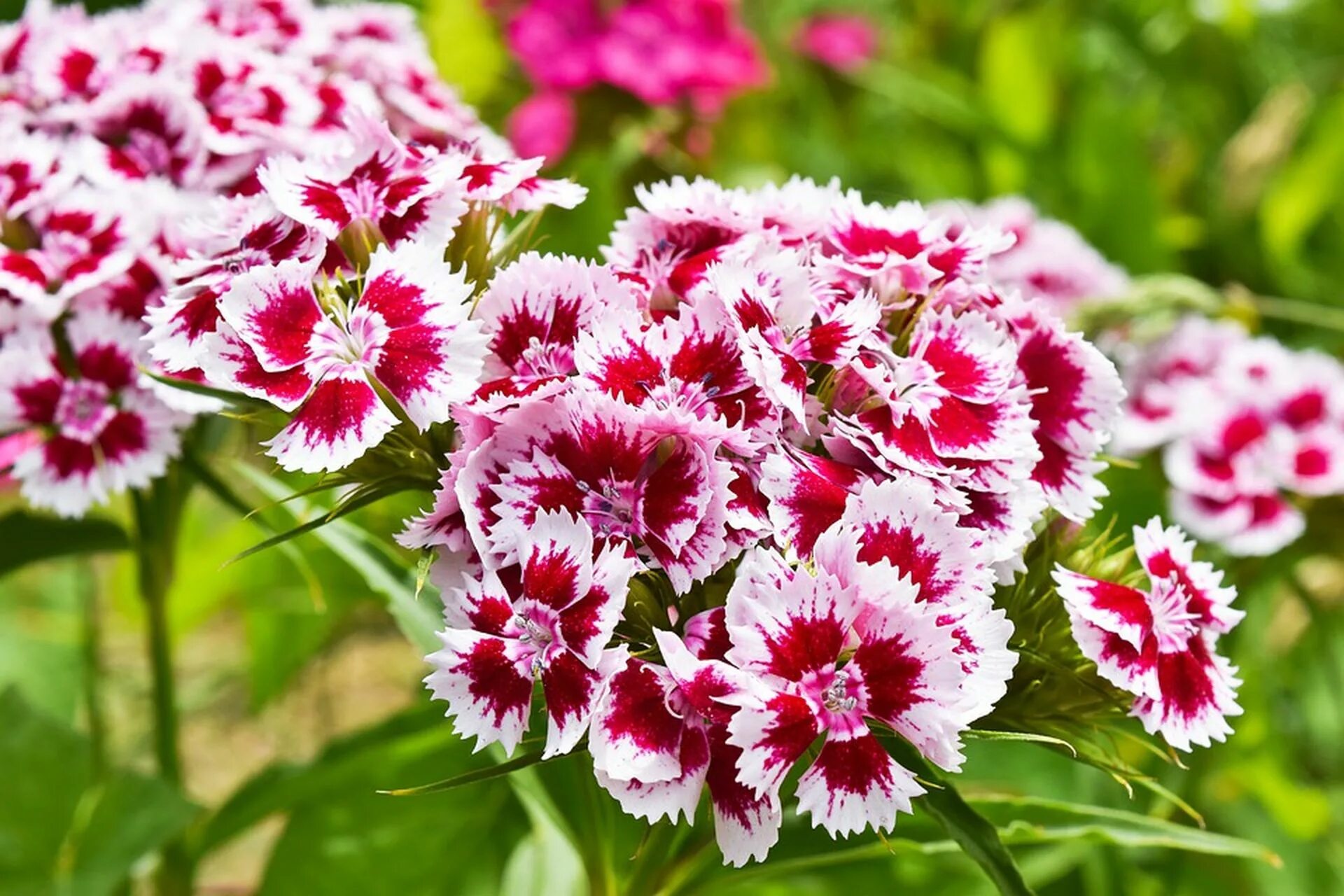 Гвоздика бородатая - Dianthus barbatus. Диантус, гвоздика (турецкая). Садовая гвоздика (Dianthus caryophyllus). Турецкая гвоздика многолетняя. Цветы турецкой гвоздики