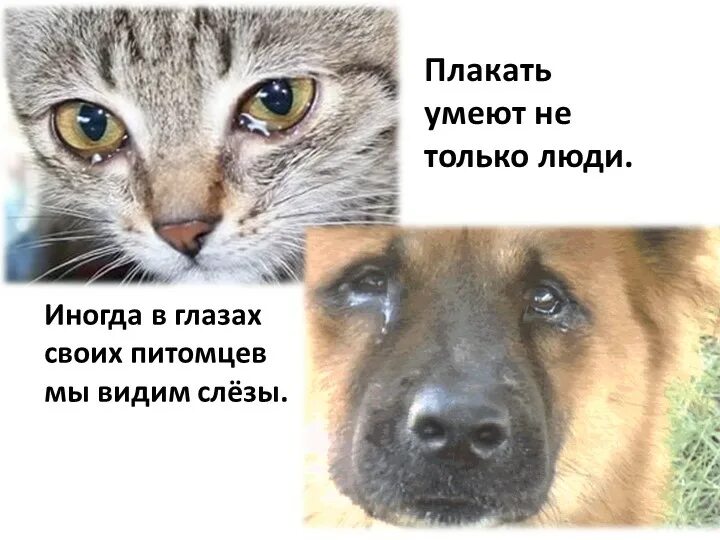 Кошки умеют плакать. Плачущие котята. Кошки умеют плакать. Грустный котик. Кот грустит.