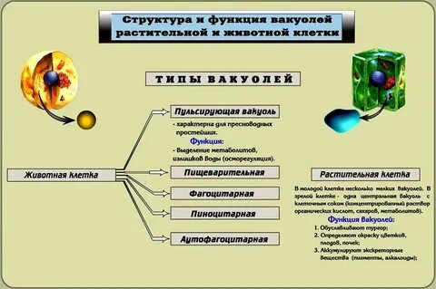 Какую роль выполняет вакуоль