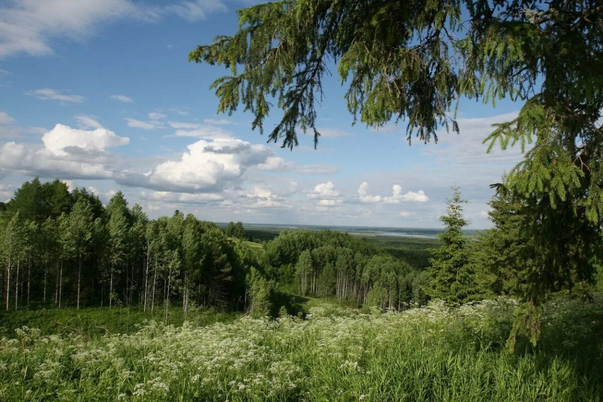 Хвойная родина. Лесная зона Башкортостана. Лесной массив Бунина гора. Лес подмосковный Можайск. Лес Подмосковье Рузский район.