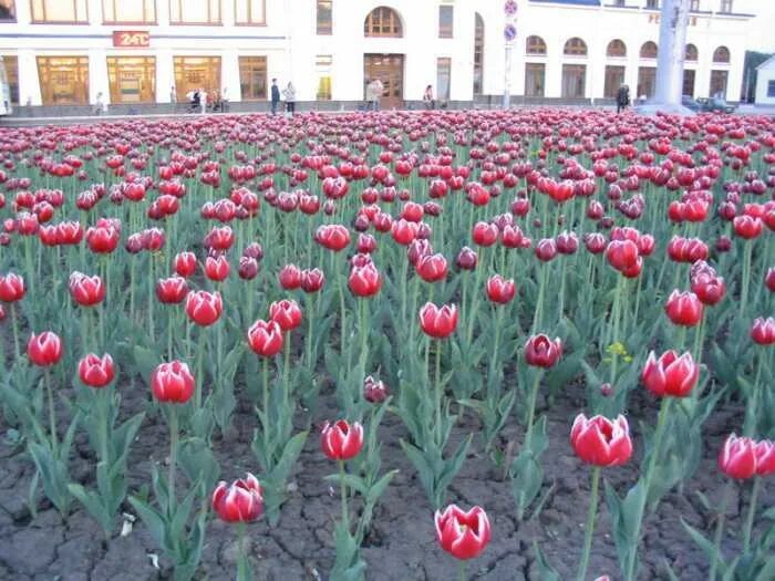 Тюльпаны на Смолино. Тюльпаны на площади. Станция тюльпан. Сооружение тюльпан.