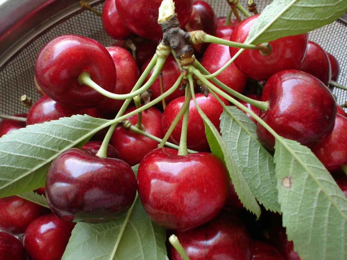 Черешня мелитопольская крупноплодная. Черешня десертная морозовой. Вишня обыкновенная десертная морозовой. Черешня сорт гигант ред. Главная вишня.