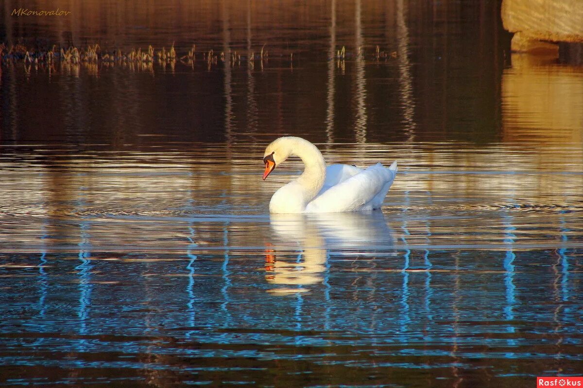 Белые лебеди на озере. Лебеди в пруду. Лебеди на озере. Белый лебедь на пруду.