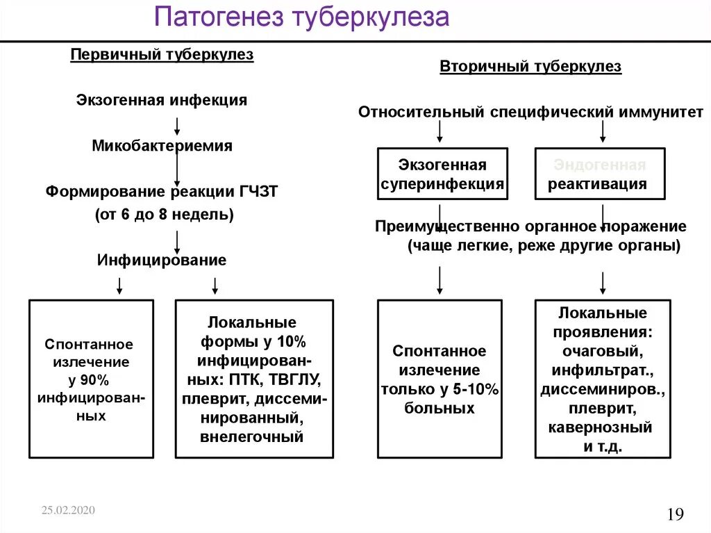 Неактивный туберкулез. Патогенез первичного туберкулеза схема. Патогенез вторичного туберкулеза схема. Патогенез туберкулеза первичного периода. Патогенез первичного инфицирования туберкулезом.