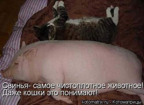 Самое чистоплотное. Самое чистоплотное