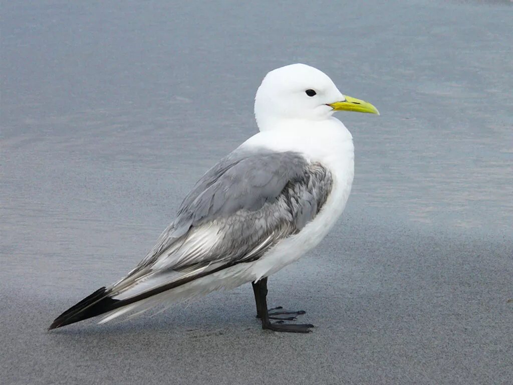 моевка трехпалая чайка. моевка остров врангеля. трехпалая чайка 6 букв. чайка туруханская. красноногая моевка.