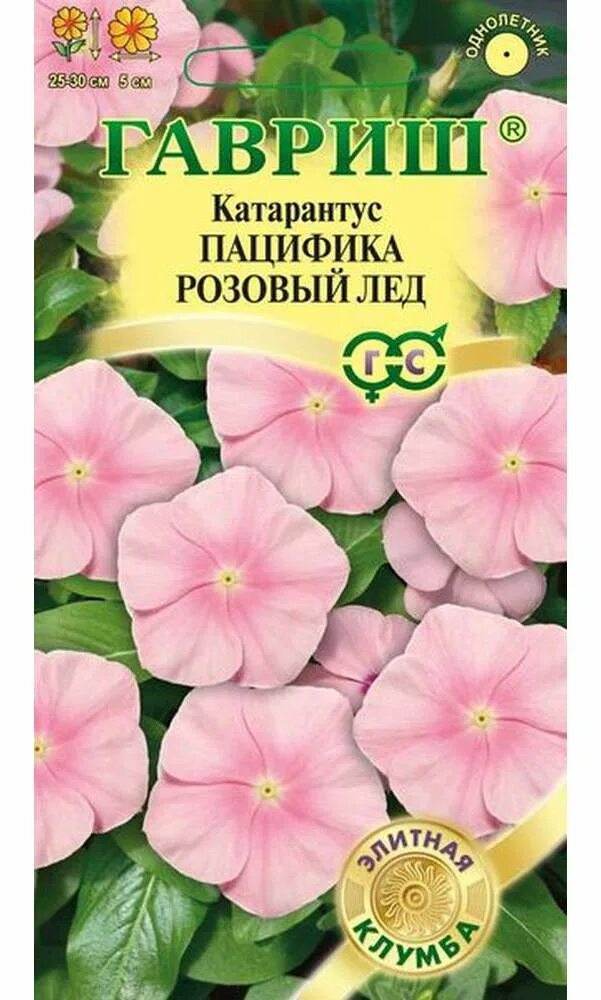 Как сохранить катарантус зимой. Катарантус пацифика розовый лед. катарантус пацифика семена. катарантус пацифика гавриш. катарантус пацифика хр априкот 7шт. (гавриш) ц.