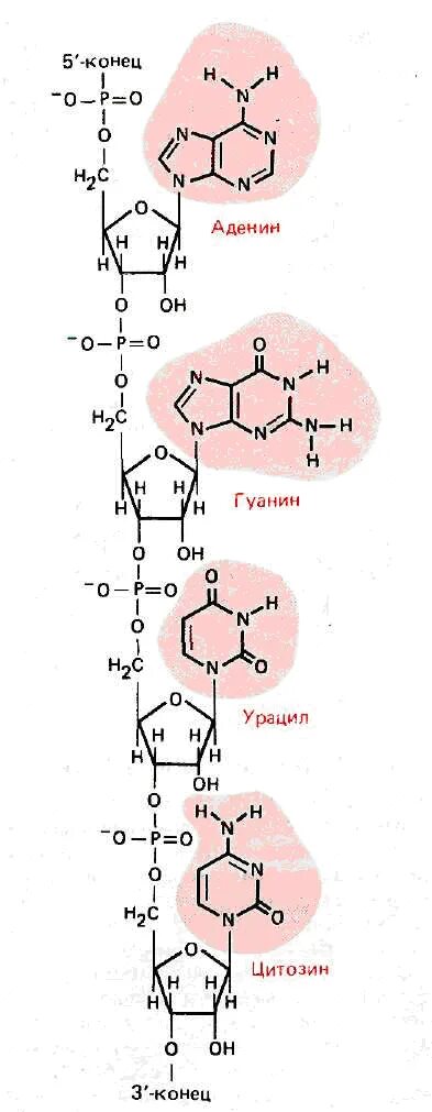 Аденин строение. РНК урацил аденин структурная формула. Строение аденина и гуанина. Аденин структура.