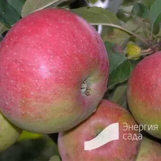 Яблоня белорусское