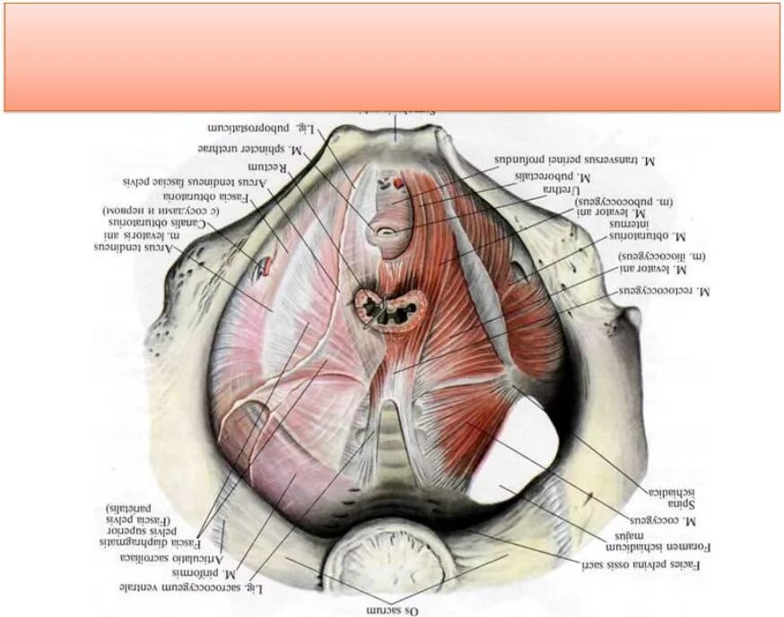 Фасции мочеполовой диафрагмы. Фасции таза анатомия. Фасции тазовой диафрагмы. Диафрагма таза мышцы фасции. Тазовая диафрагма анатомия.