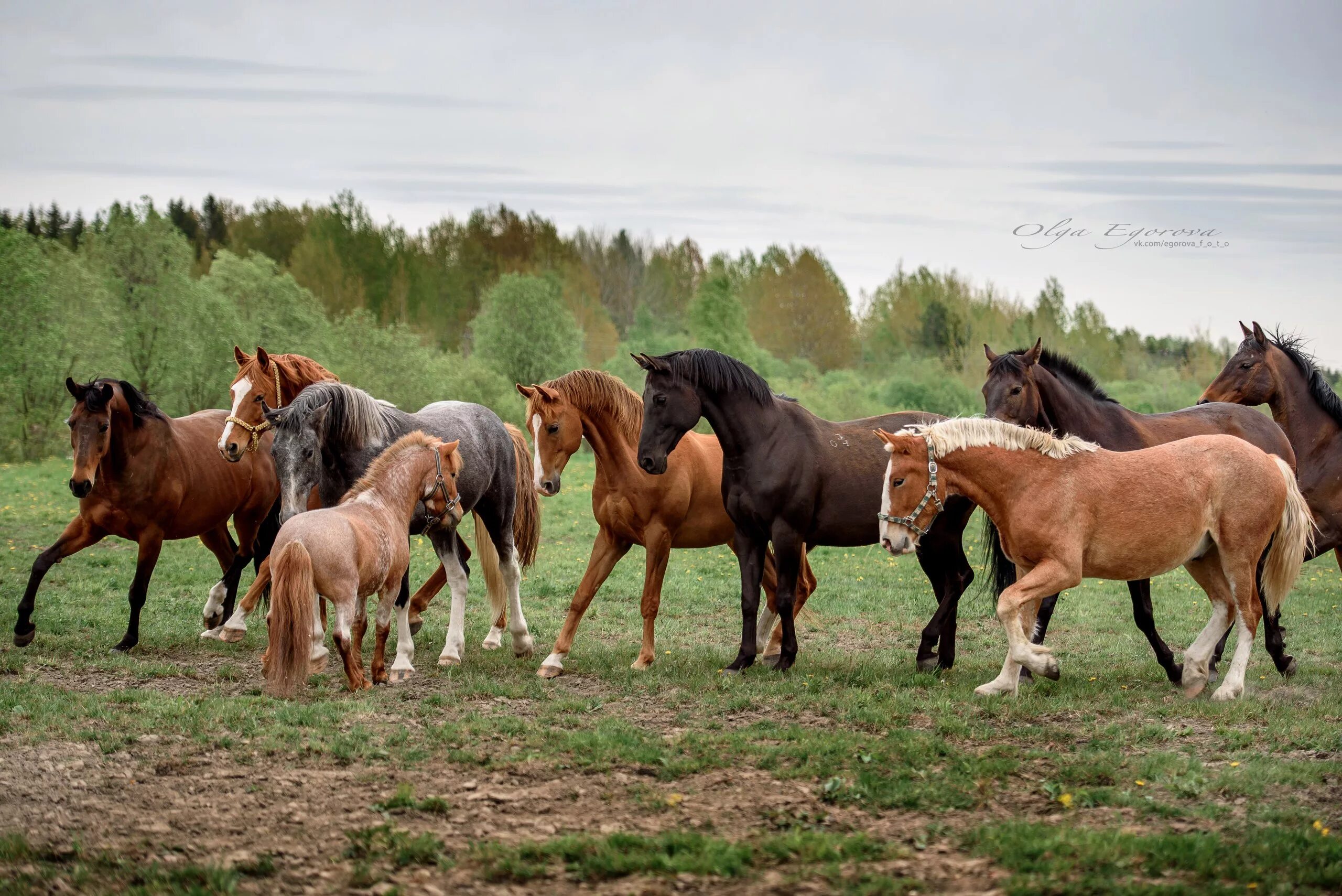 Сайт horse