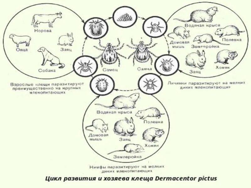 Лечение пироплазмоза у собак схема лечения. Иксодовые клещи цикл развития. Цикл развития иксодовых клещей схема. Жизненный цикл иксодовых клещей схема. Пироплазмоз КРС жизненный цикл.
