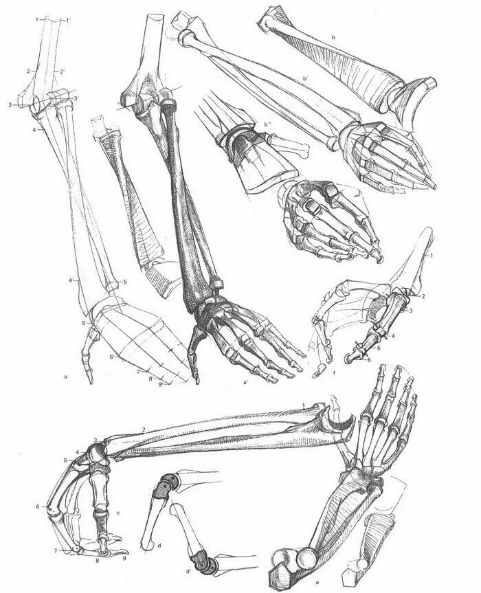 Строение конечностей рисунок. Готтфрид Баммес скелет. Анатомия руки человека Баммес. Готфрид Баммес кисти рук. Баммес Верхние конечности.