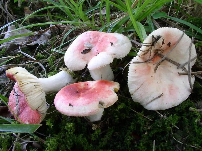 Гриб сыроежка розовый. Сыроежка розовая Russula rosea. Розовая сыроежка гриб съедобный. Сыроежка сардониксовая. Березовая сыроежка ядовитая.