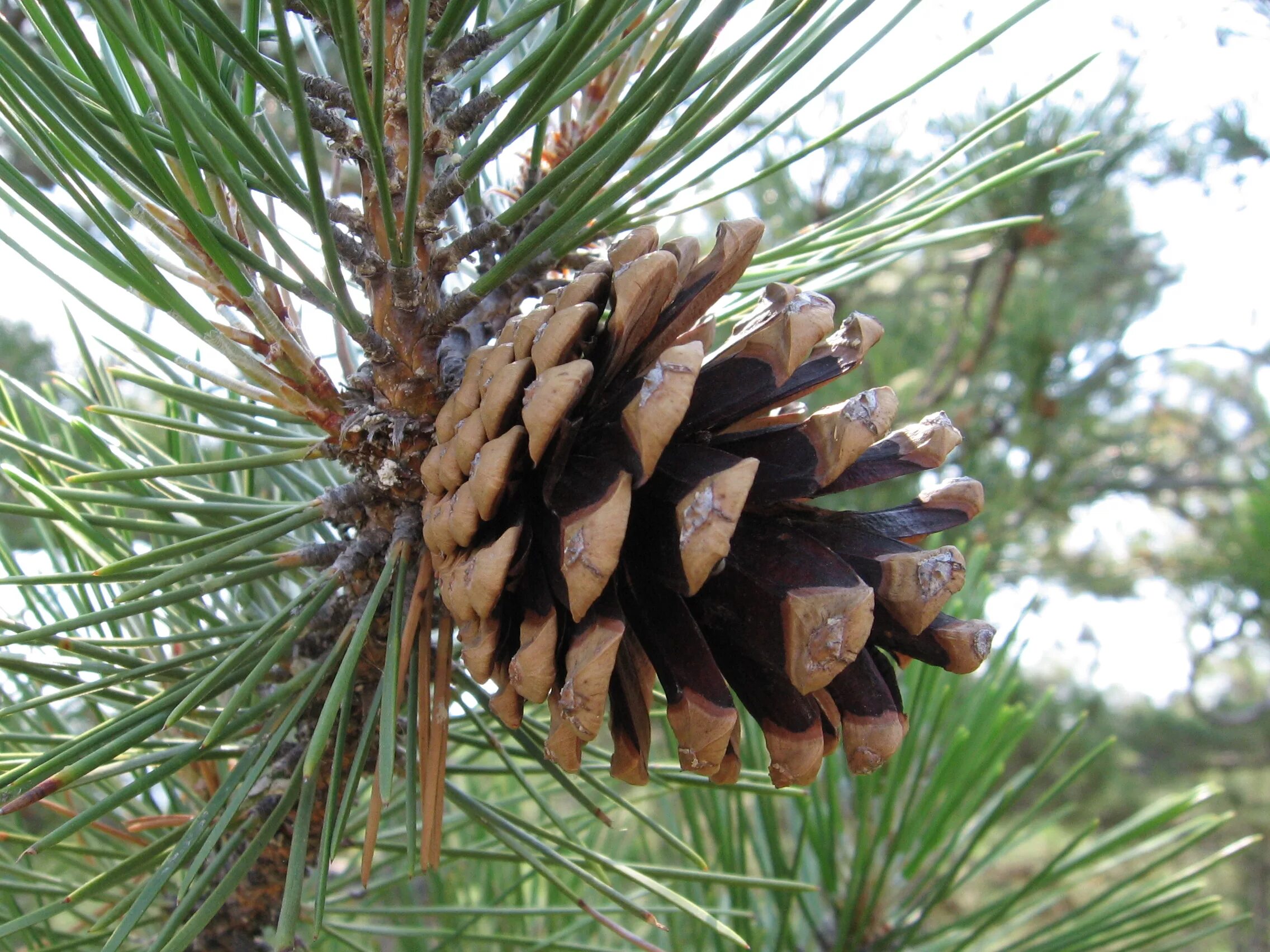 Сосна Пицундская шишки. Сосна Пиния шишки. Pinus pinea шишка. Шишки сосны Станкевича (Пицундская).