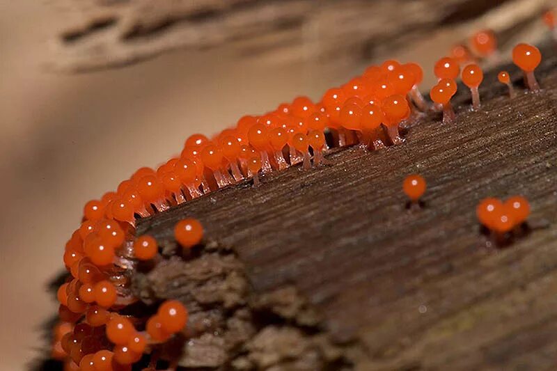 Hemitrichia calyculata. Личинка оранжевого цвета. Оранжевые яйца насекомых. Икринки насекомых.