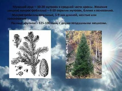 Пять пихт задача