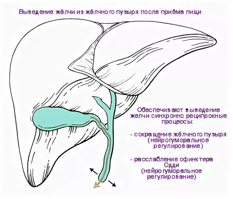 Очистка желчного пузыря