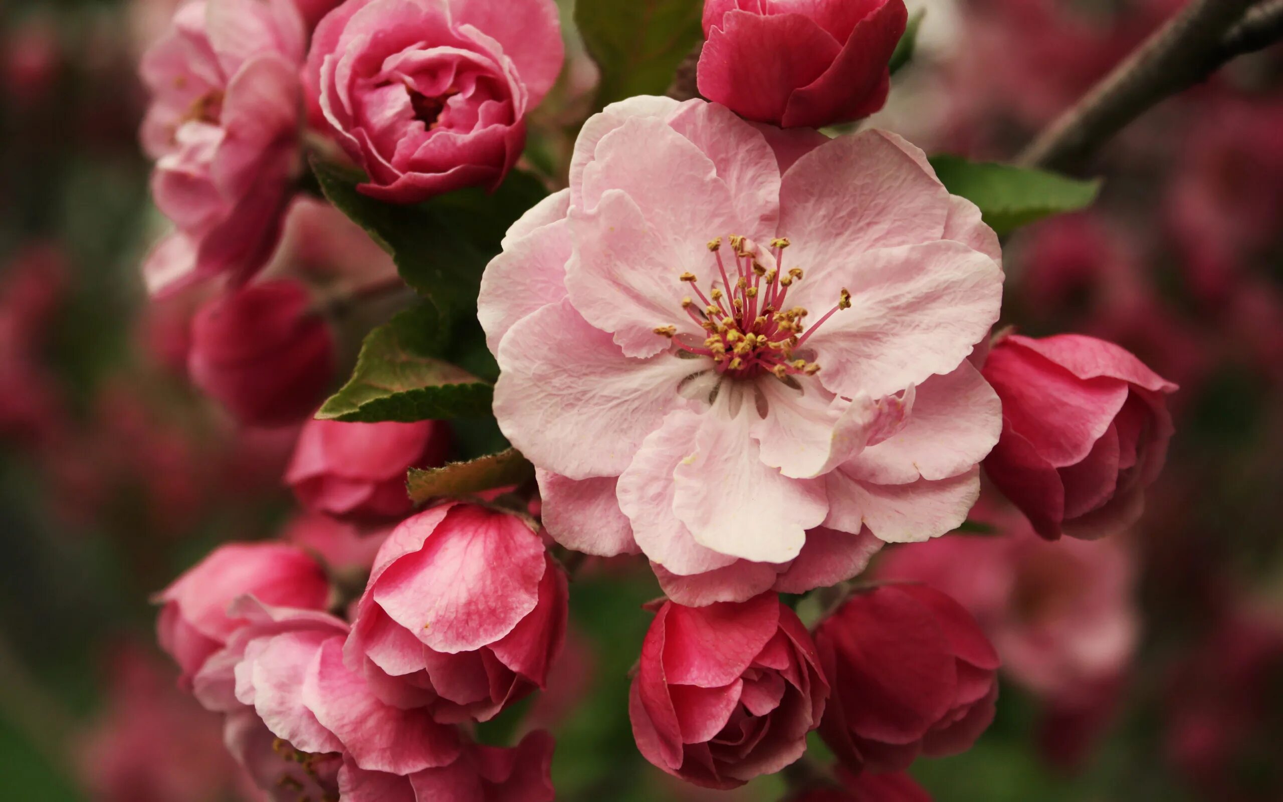 Яблоня Пинк Роуз. Цветет яблоня Пинк Роуз. Хайтан цветок яблони. Весенние заставки на телефон красивые бесплатные