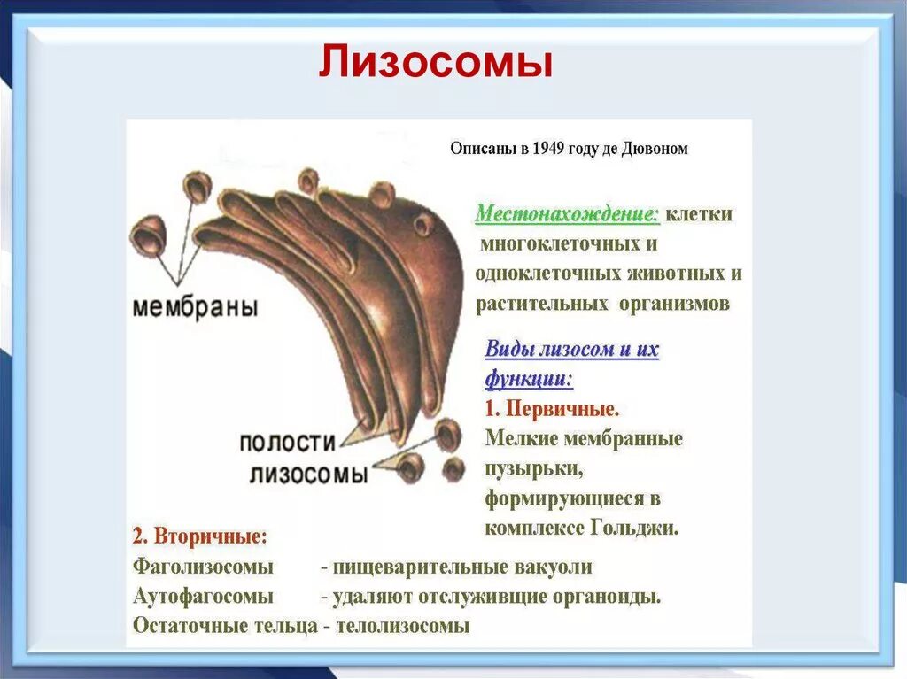 7 лизосомы. Местонахождение и функции лизосом. Строение одномембранной лизосомы. Лизосомы строение функция, место нахождения.