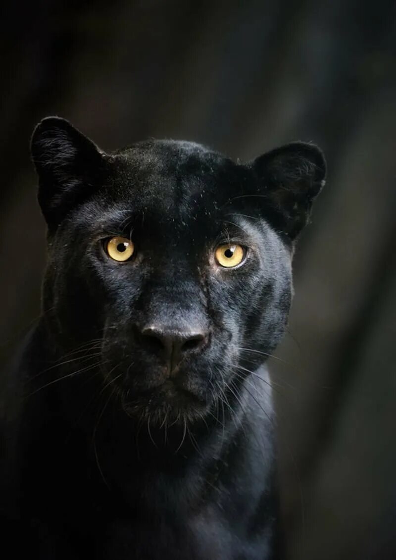 Темно обитатель. Черная пантера Ягуар меланист. Пума черная и пантера. Черная Пума Багира. Гималайская пантера.