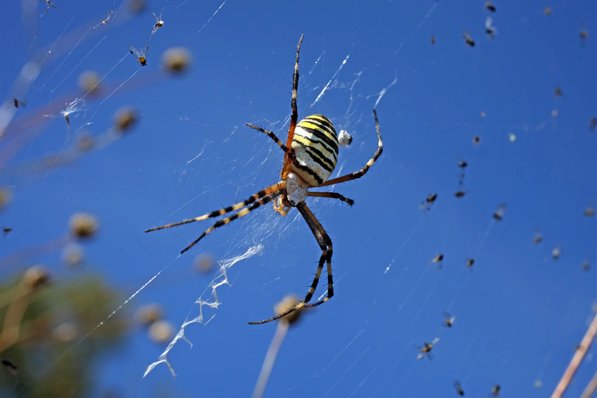 Down spiders. Летающий паук. Пауки много. К чему снятся пауки и тараканы. Сонник летающие пауки.