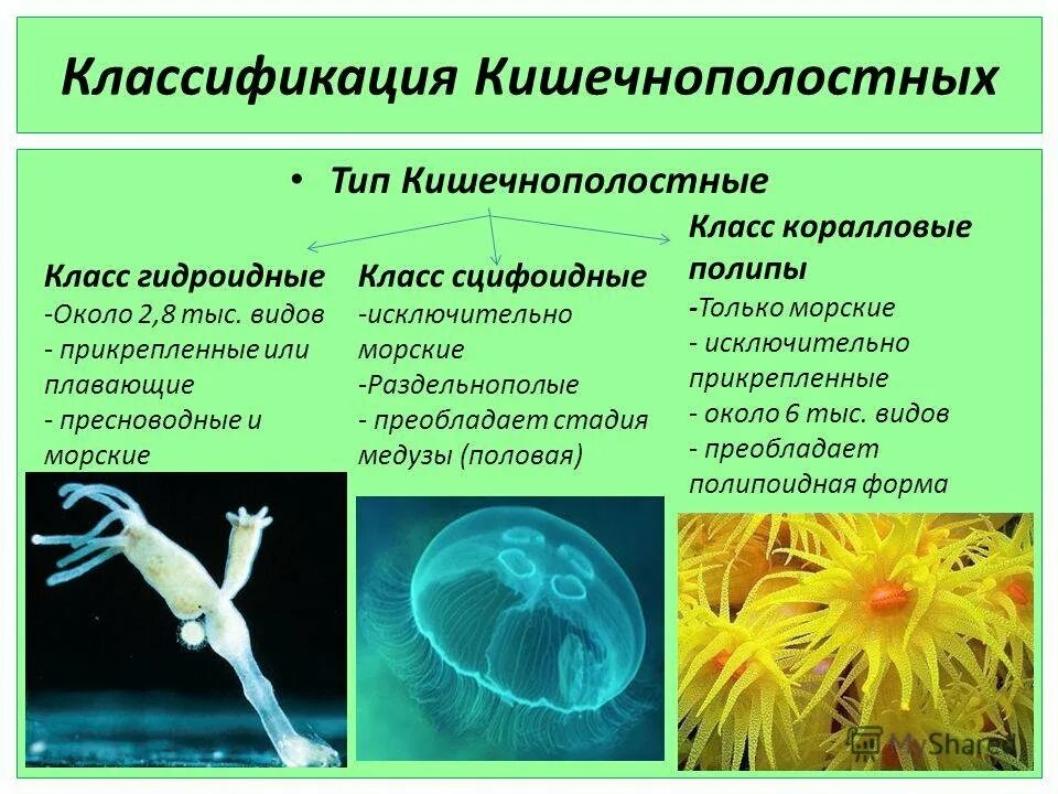 Отличия кишечнополостных. Тип кишечнополостные 7 класс биология классы. классификация кишечнополостных биология 7 класс. классификация кишечнополостных класс гидроидных. основные характеристики кишечнополостных 7 класс биология.