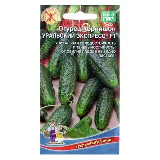 Огурец экспресс