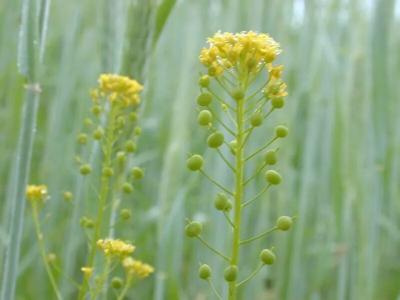 Рыжика посевного (Camelina Sativa),. Camelina Рыжик. Рыжик масличная культура. Медонос Рыжик посевной. Цветок рыжик