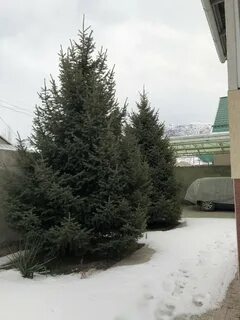 Ели 7 метров