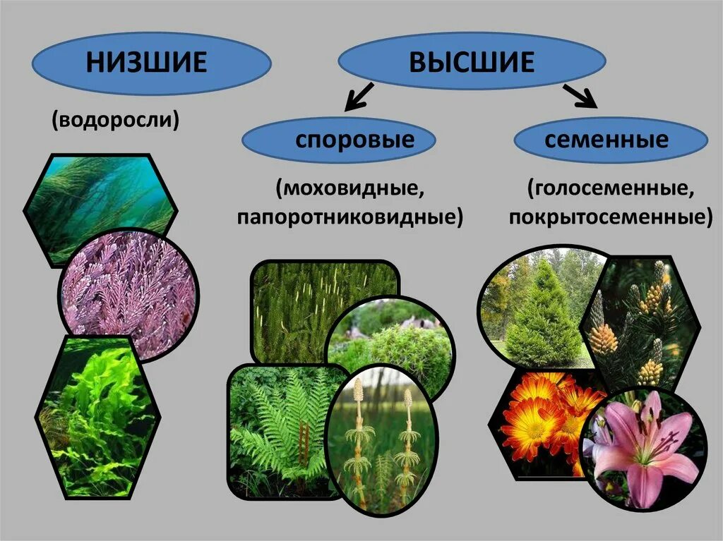 Растения относящиеся к водорослям. Высшие водоросли. Низшие и высшие водоросли. Голосеменные водоросли. Высшие и низшие растения водоросли.