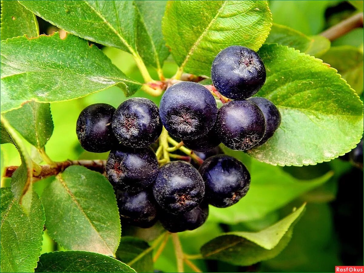 Полезные свойства черноплодной. Арония черноплодная (Aronia melanocarpa). Рябина черноплодная (Aronia melanocarpa). Арония сливолистная Арон. Арония черноплодная «белдер».