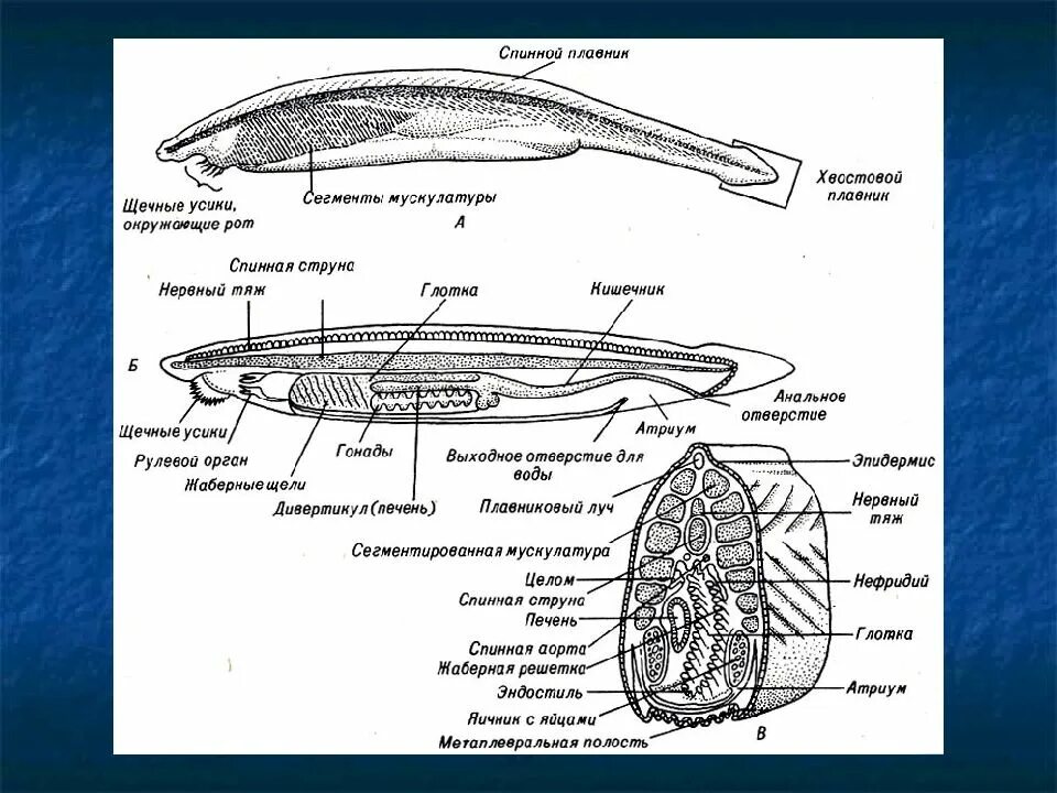 Диафрагма у хордовых. Внешнее и внутреннее строение ланцетника. Общая схема внутреннего строения хордового животного сбоку. Продольный разрез тела ланцетника. Строение ланцетника поперечный разрез.