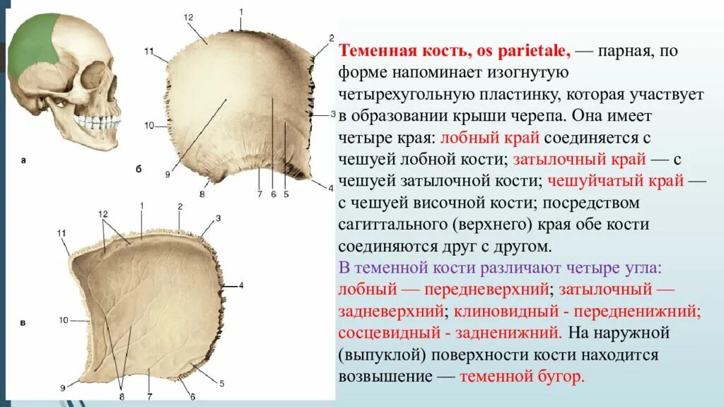 Теменная и затылочная кости тип соединения