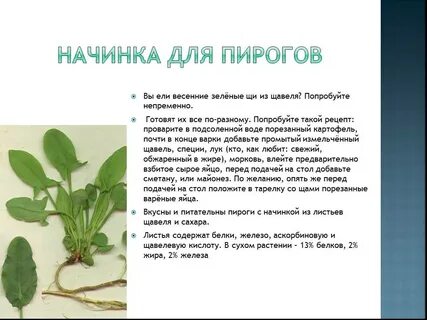 Что нужно знать при заготовке дикорастущих растений