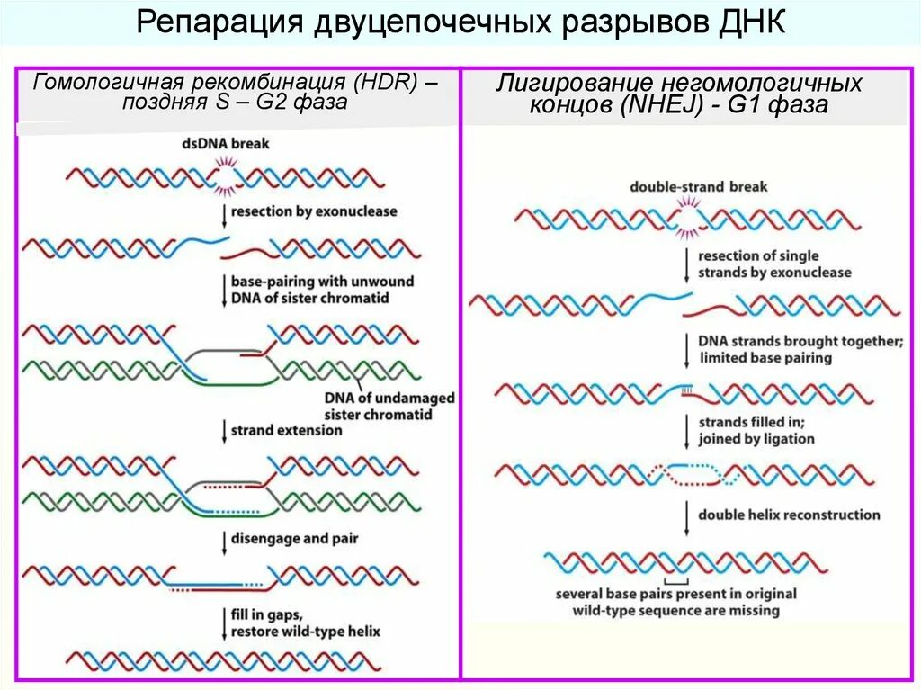Репарация двухцепочечных разрывов ДНК. Негомологичное соединение концов ДНК. Репарация двуцепочечных разрывов. Гомологичная рекомбинация репарация.