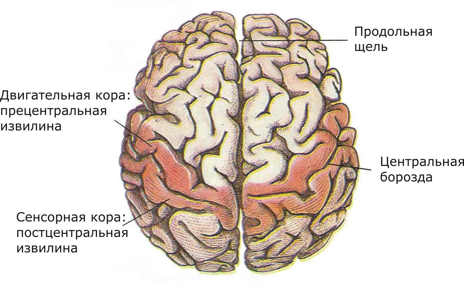 Центральная извилина мозга. Прецентральная борозда головного мозга. Прецентральная извилина головного мозга. Продольная щель больших полушарий.