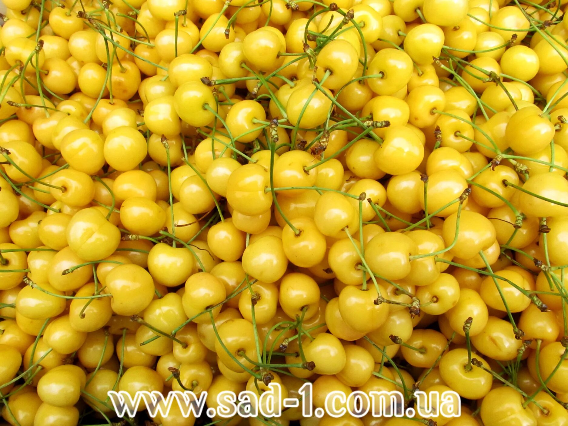 вишня зелено желтая. черешня дрогана. белая черешня. черешня приусадебная желтая. Yellow cherry.