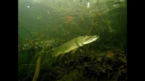 Щукой рыбою ходить ему в глубоких морях