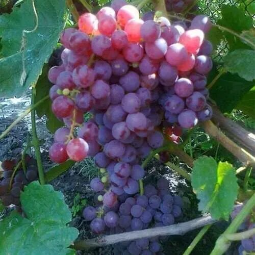 Виноград эйнсет сидлис бессемянный. Виноград пинк сидлис. Виноград пинк сидлис. Виноград пинк сидлис. Сорт винограда сомерсет сидлис.