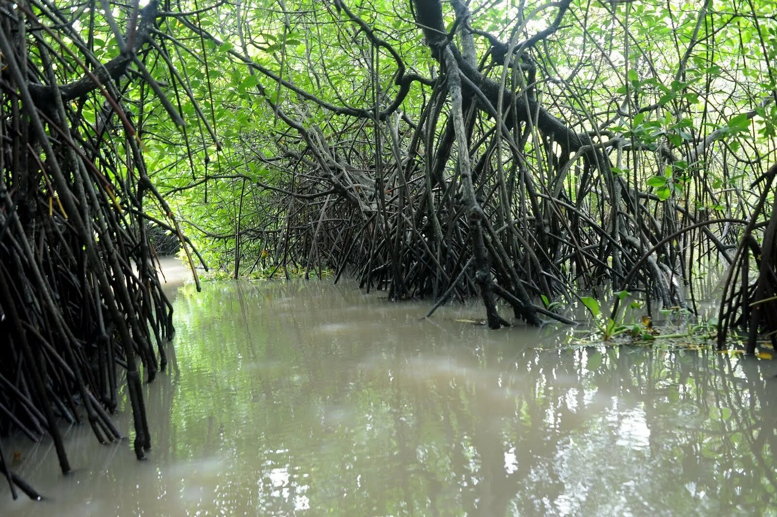Где найти мангровое дерево. Мангровый лес сундарбан. мангровые заросли сундарбан. мангровое болото. мангровые топи.