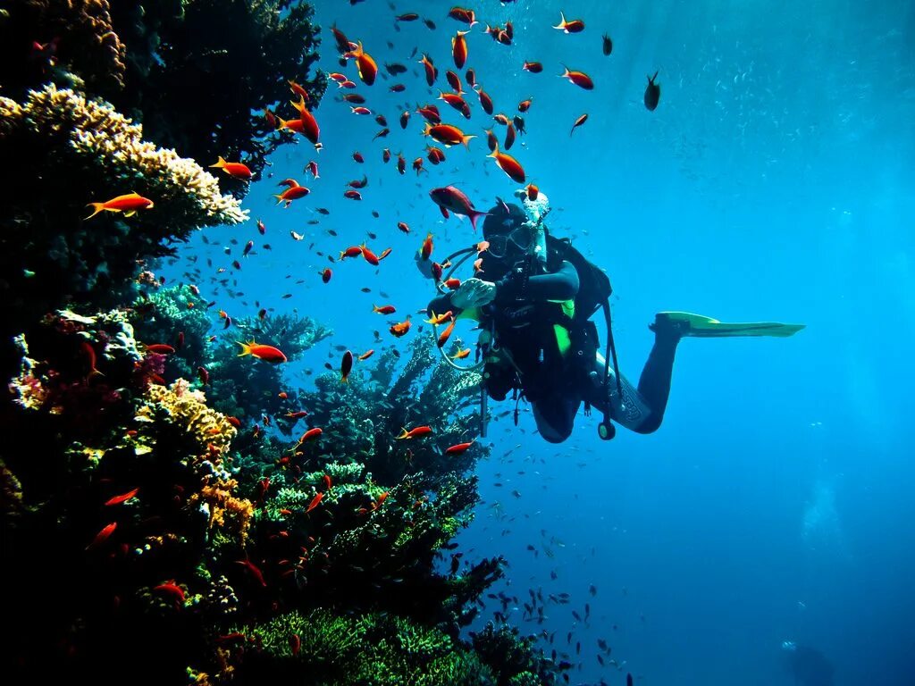 Reef tourism. Египет погружение с аквалангом. Дайвинг в Египте Шарм-Эль-Шейх. Дайвинг в Египте. Египет красное море дайвинг.