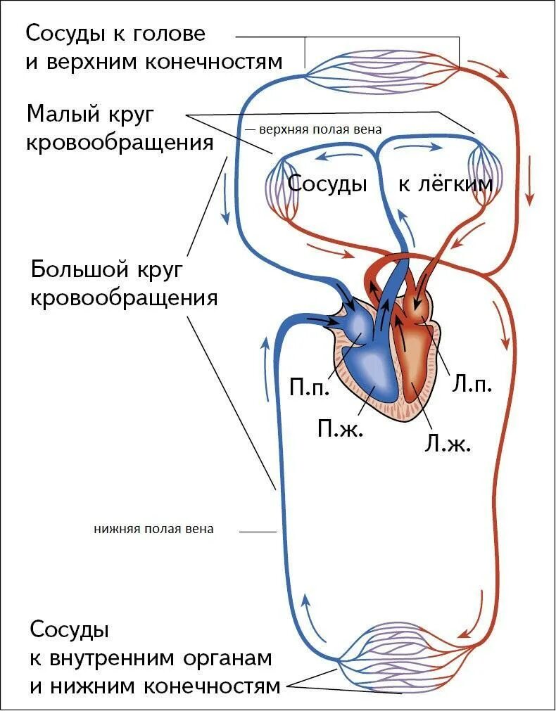 Верхняя и нижняя полая Вена большой и малый круг кровообращения. Нижняя полая Вена круг кровообращения. Большой круг кровообращения нижняя полая Вена. Вены малого круга кровообращения схема.